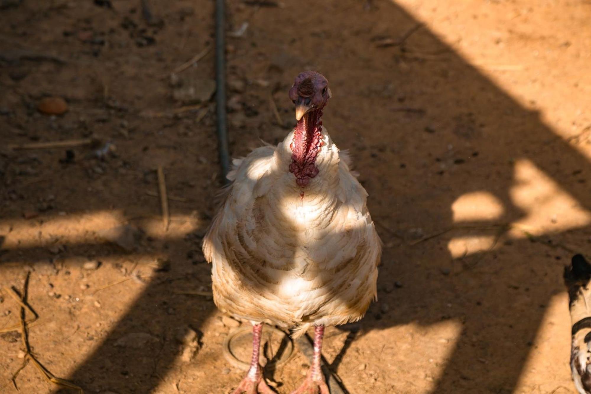 Saíra Recanto de Serra Mulungu  Exterior foto