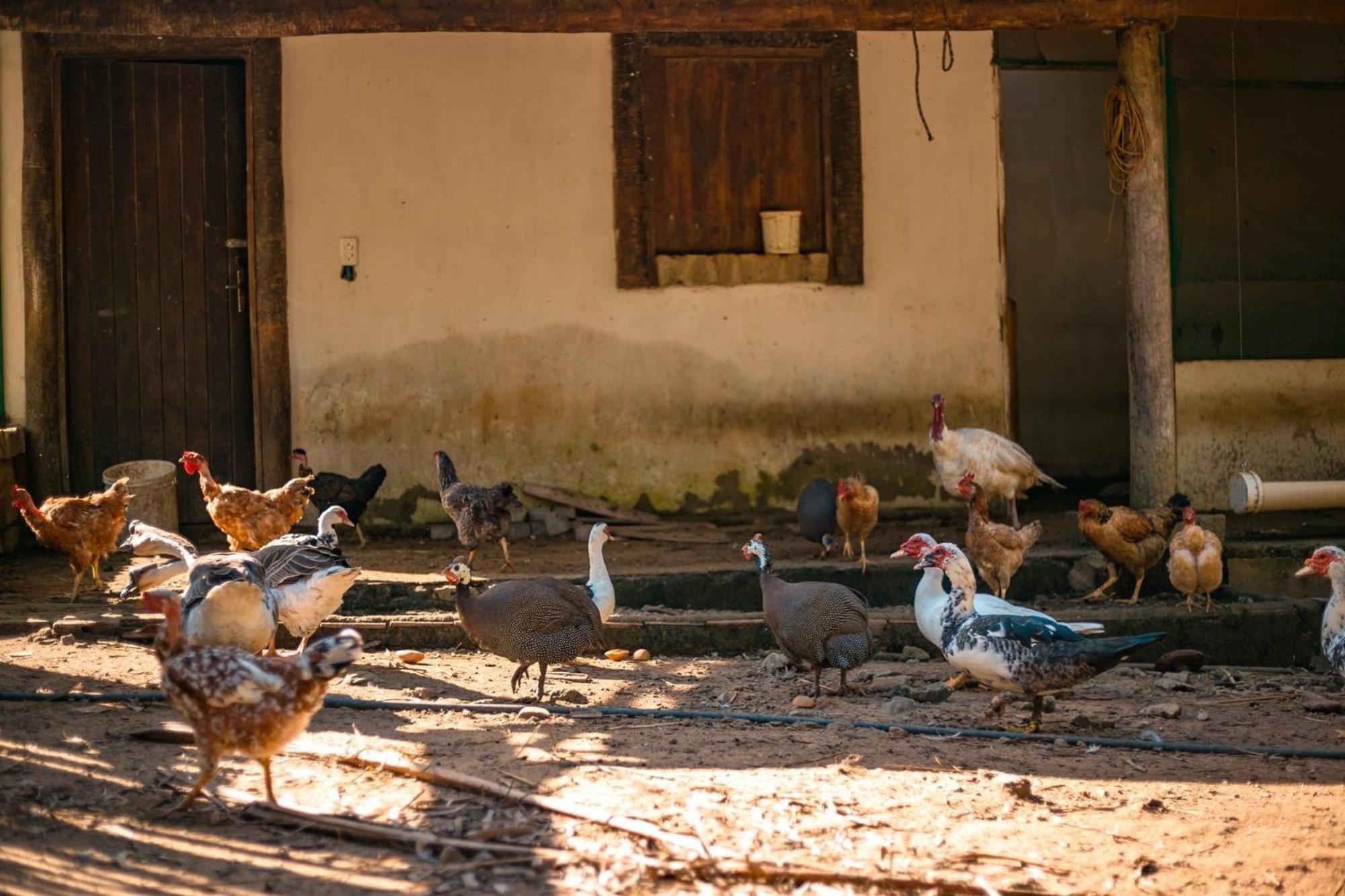 Saíra Recanto de Serra Mulungu  Exterior foto