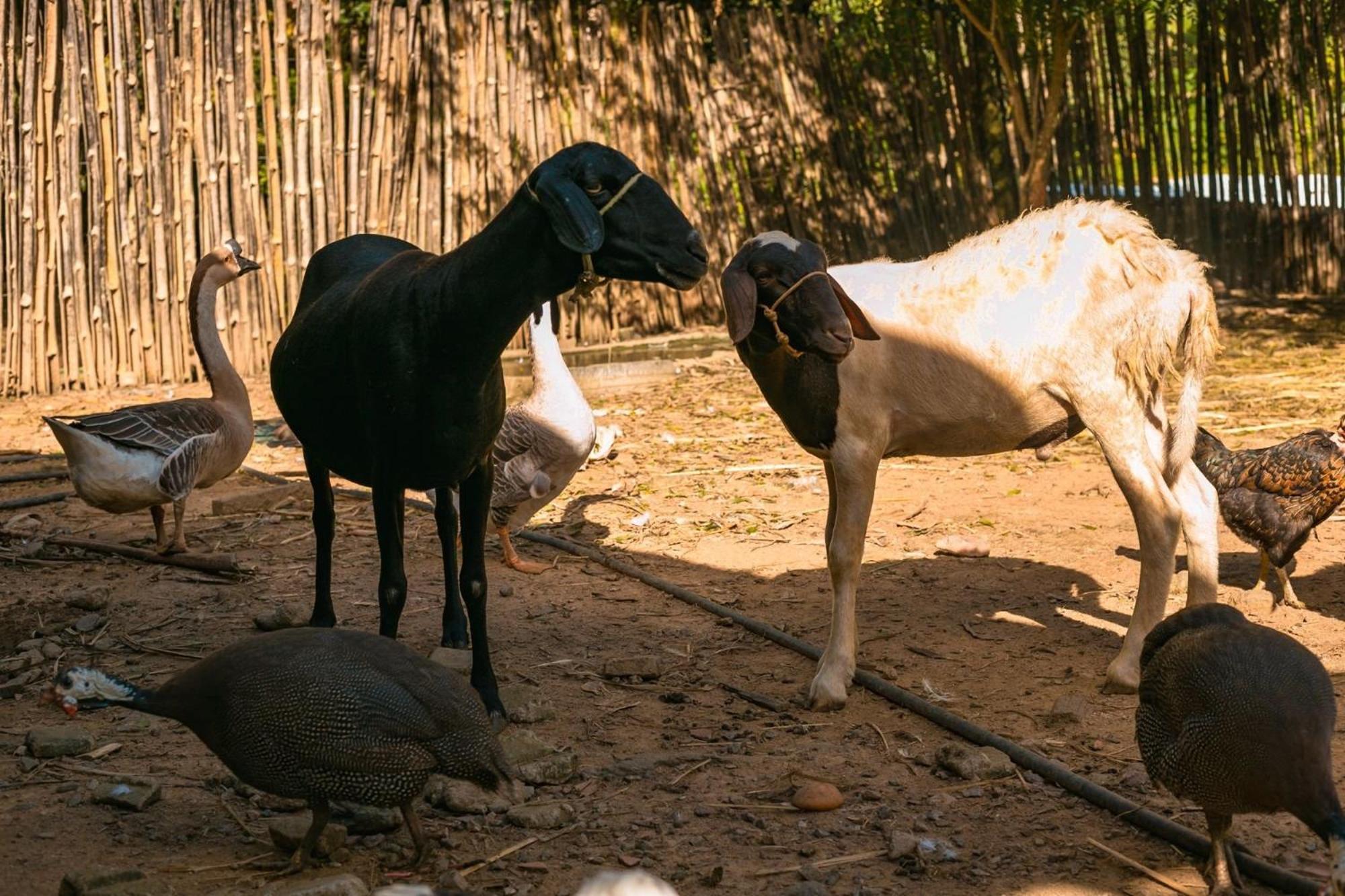 Saíra Recanto de Serra Mulungu  Exterior foto